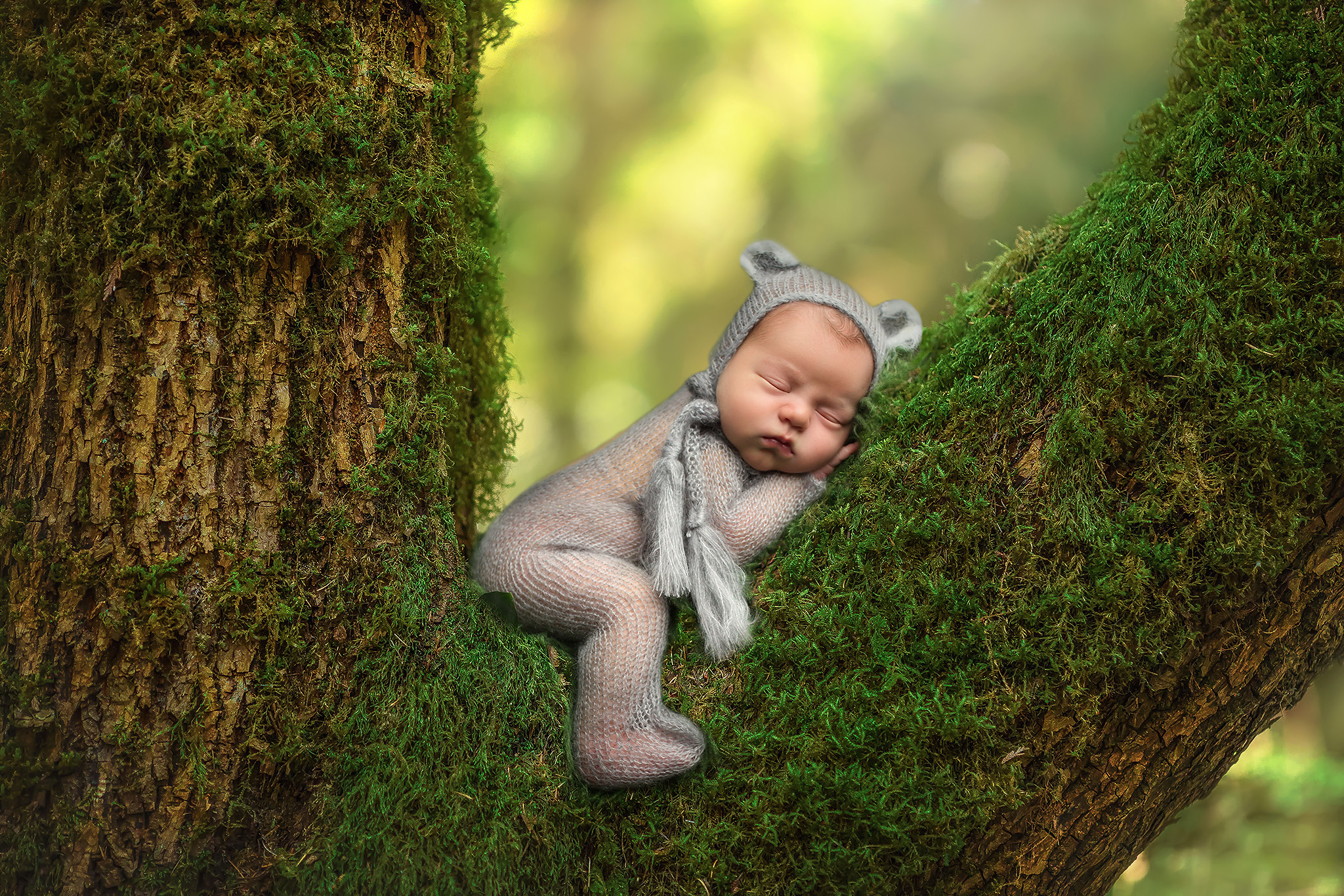 newborn boy bear in a tree composite dallas newborn photographer