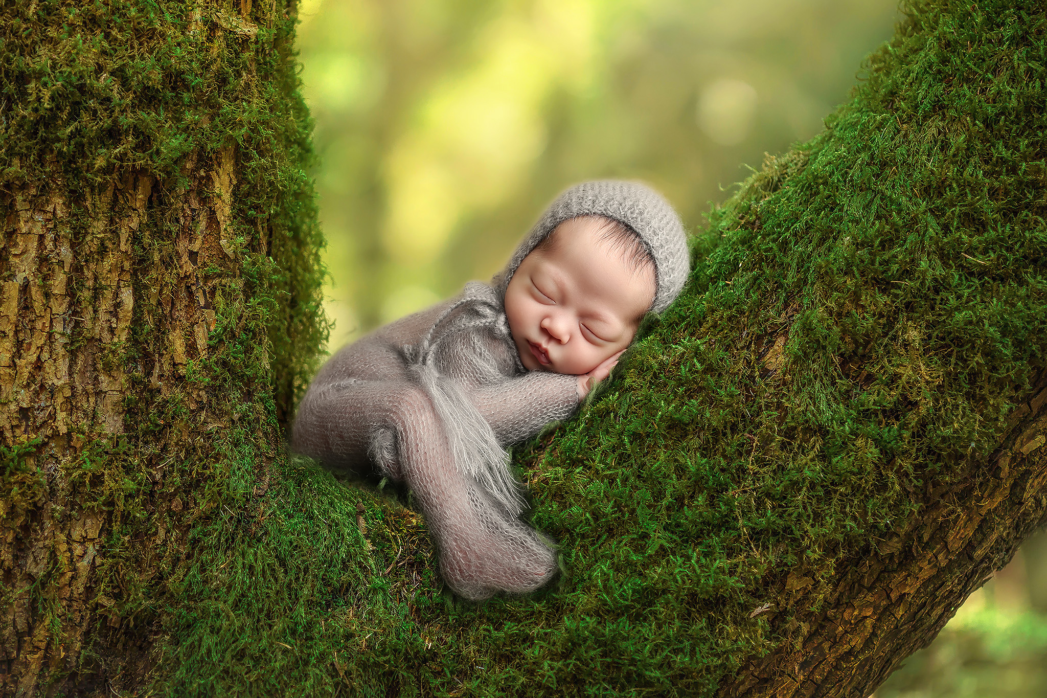 dallas newborn photography in a tree