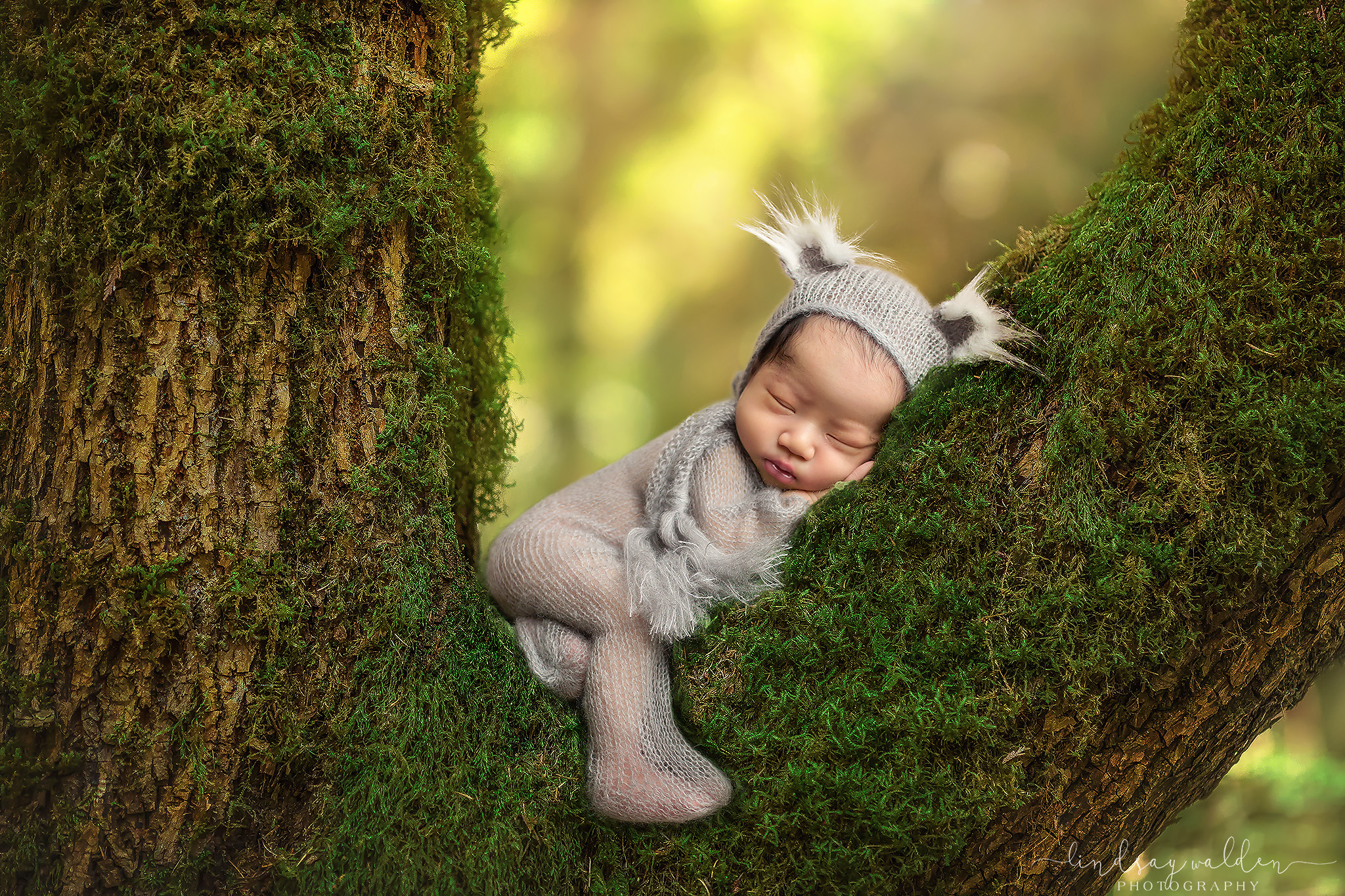 newborn composite koala tree fort worth newborn photographer