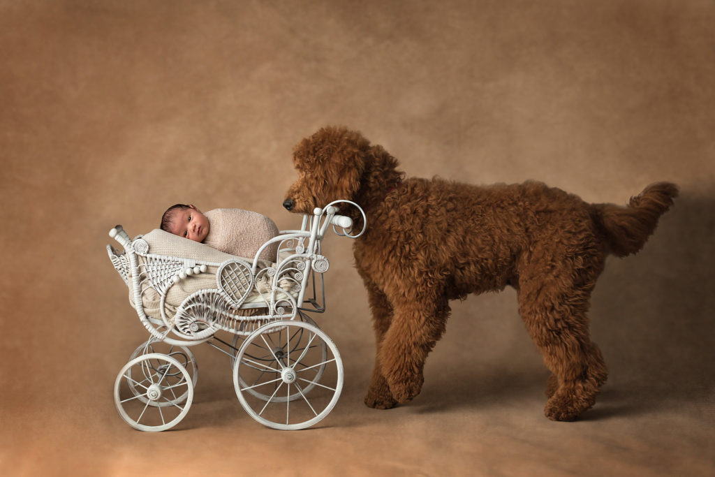 newborn photos with your dog