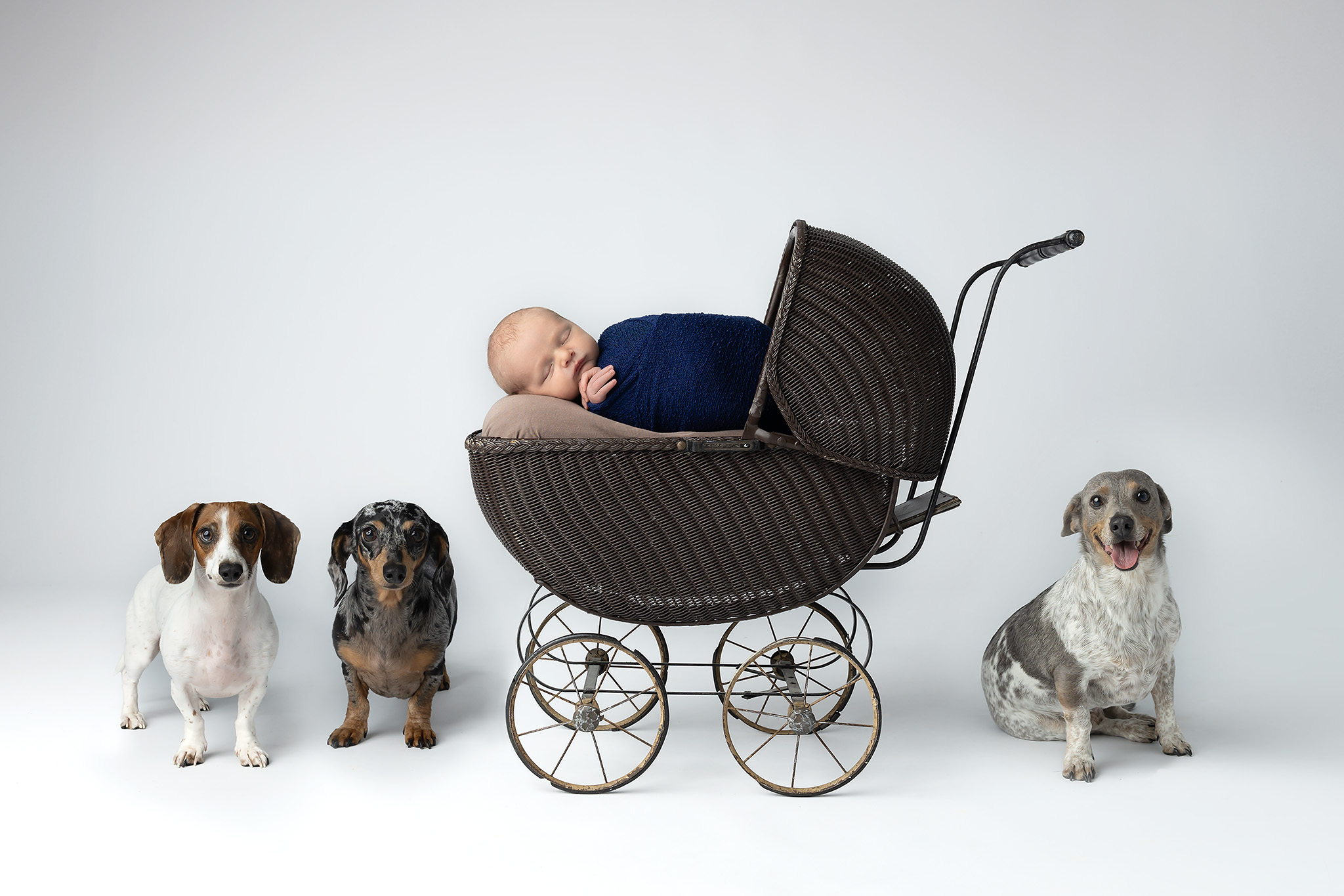 Newborn baby in stroller surrounded by three sitting dachshunds.