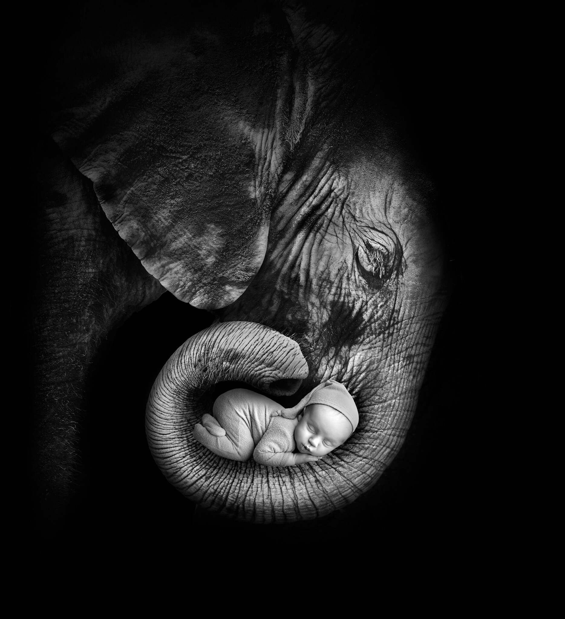 Black and white image of a baby sleeping while curled in the trunk of an elephant.